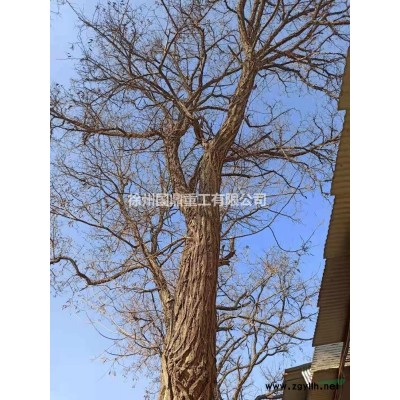 出售大型洋槐树直径50-60cm和大型冬青树