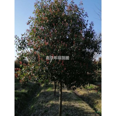 优质特价红叶石楠球产地直销