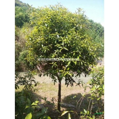 湖北杜鹃大杯苗