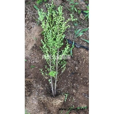 丹东国槐/国槐树/特选/特一*/定值/精选