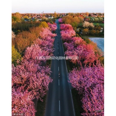 行道紫薇与普通紫薇区别 江西抚州供应1-15公分红花紫薇 速生紫薇价格
