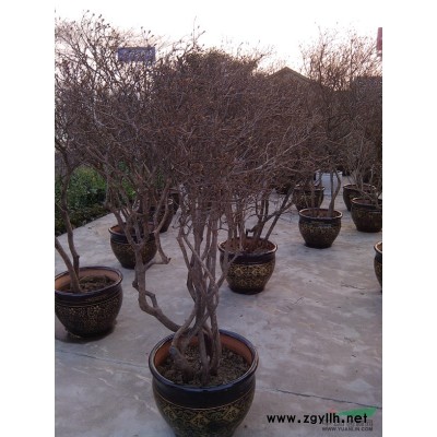 长期供应，罗汉松，从生朴，香樟