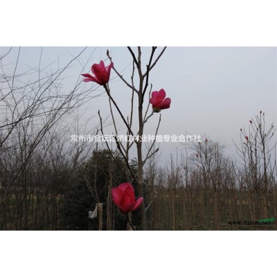 专供红玉兰（娇红一号）