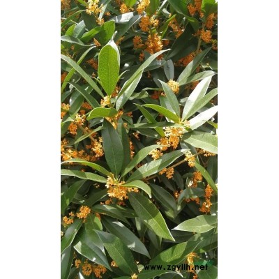 常年供应丹桂苗木