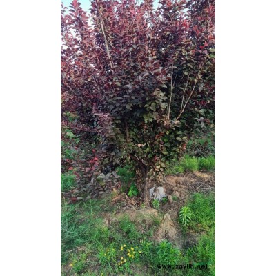 北美海棠西府海棠