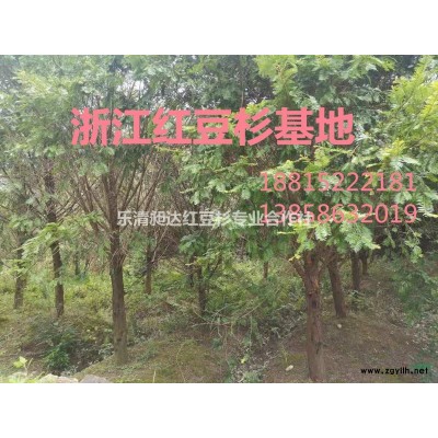 供应5-7公分造型苗