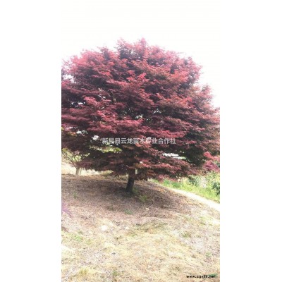 浙江新昌红枫批发/供应/浙江红枫价格优惠