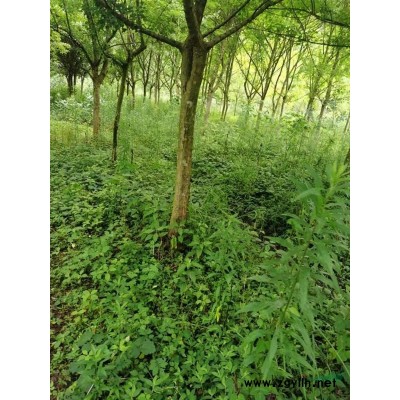 浙江安吉三角枫退林还耕、超低价处理