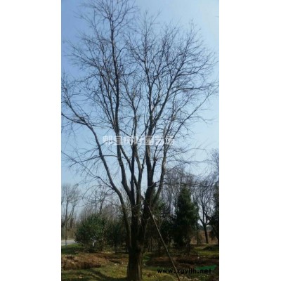 树叶园艺供应精品庭院紫薇，点景造型紫薇，红花紫薇，原生老紫薇