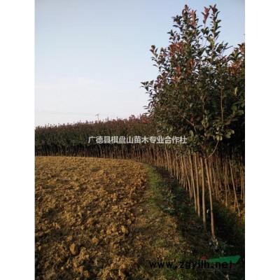 朴树18cm