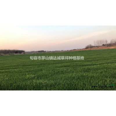 江苏句容黑麦草/果岭草/马尼拉草坪低价销售