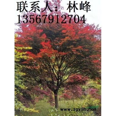 四明山樱花-优选品质苗木可供多规格浙江樱花苗
