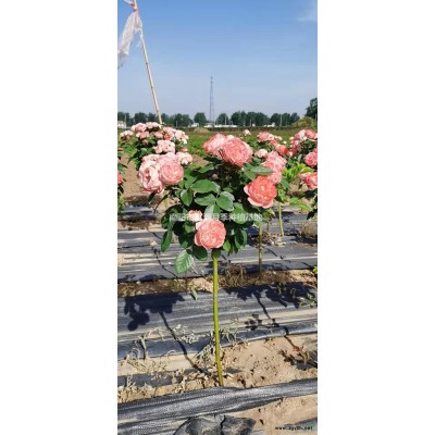 优质特价南阳树状月季产地直销