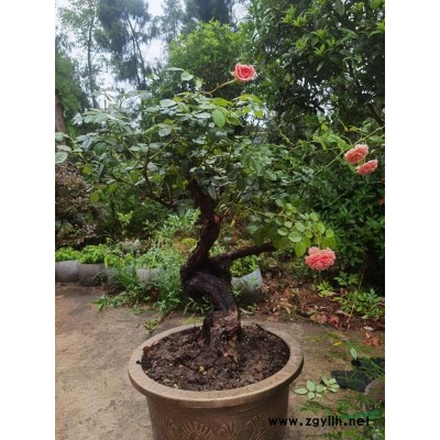 四川省资阳市安岳县剑锋苗木基地-九龙桂苗，金桂苗，银桂苗，..