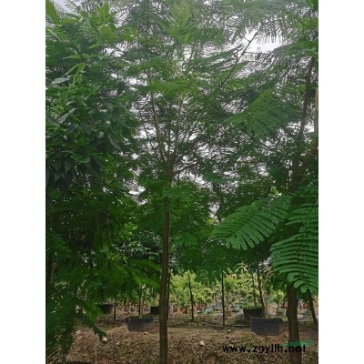 超低价清货6到10分凤凰木