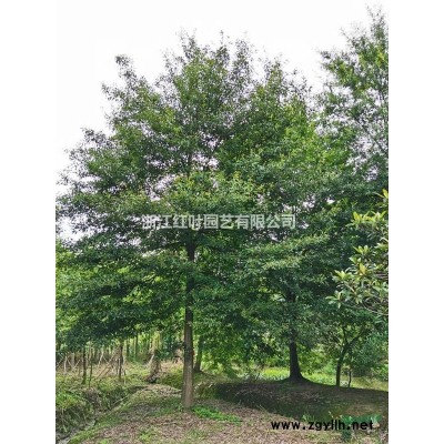 出售柳叶栎大规格18-28cm，有量