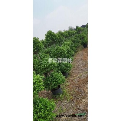 佛山三水种植基地火山榕