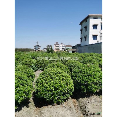 浙江海桐大球 杭州海桐球 精品海桐球行情报价/浙江海桐大球 杭州海桐球 精品海桐球图片展示