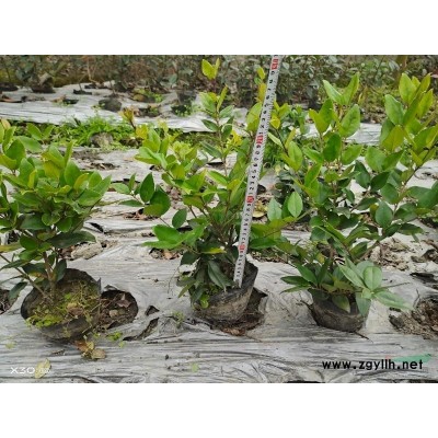 成都温江长期供应红梅6－12公分