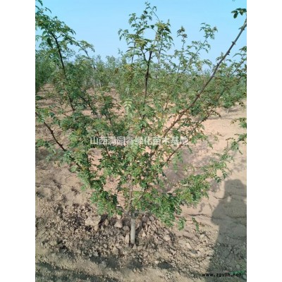 5公分6公分8公分10公分石榴树