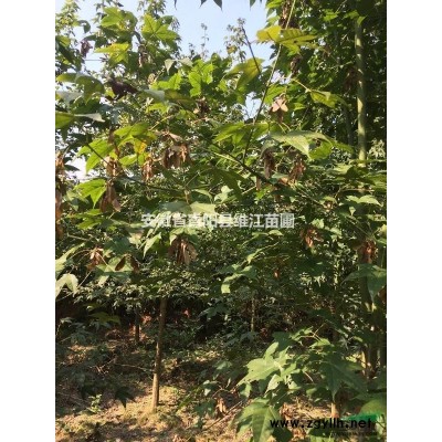 退林还田紫薇1-2.5公分3万棵，5-11公2万棵公分处理