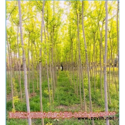 河南地区供应6-8公分枇杷。分枝点1.8米，冠幅2-3米