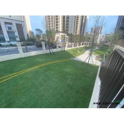 这是本公司在湖北基地的果岭草图片实拍