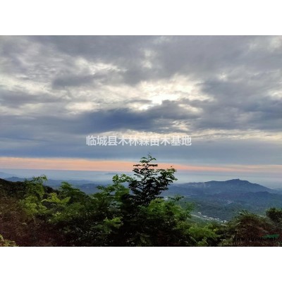 河北供应五角枫，栓皮栎，蒙古栎