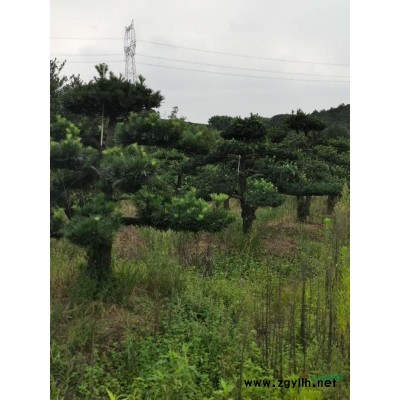 罗汉松，各种规格，欢迎选购