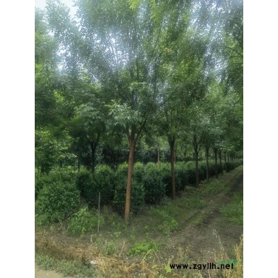 白蜡、国槐、法桐各种海棠