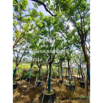 丛生四季桂，漳州基地