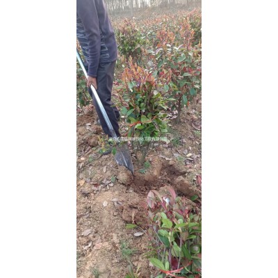 河南樱花基地  信阳樱花价格哪里好/哪家便宜