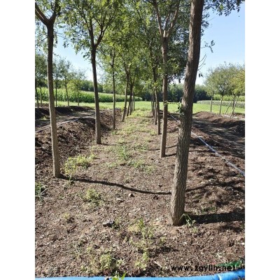 低价出售原生国槐