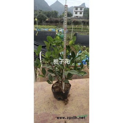 大量供应红继木，红叶石楠，黄树梅，鸭脚木栀子花等各种绿化苗木