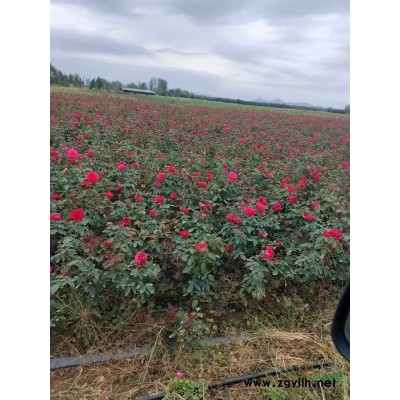 河南丰花月季批发 南阳丰花月季批发 河南丰花月季报价