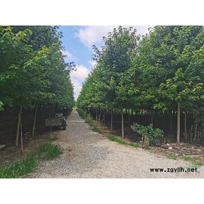 河南供应美国红枫胸径8至12公分