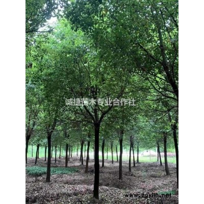 精品黑土二次控根移栽小叶香樟