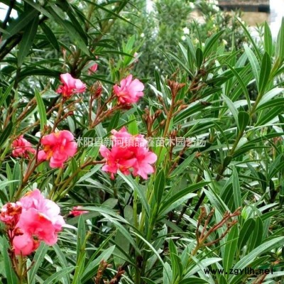 北京桧、桧柏、圆柏树大量出售