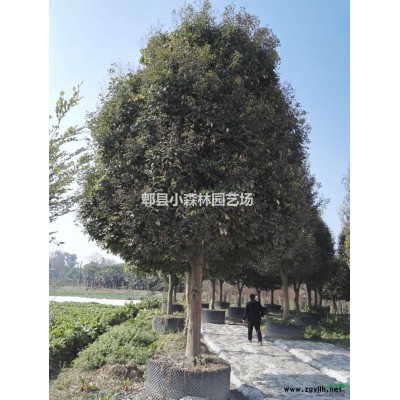 丛生元宝枫，高4米以上，5分枝以上