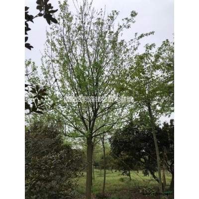 湖北供应丹桂咸宁丹桂价格 丹桂基地规格*