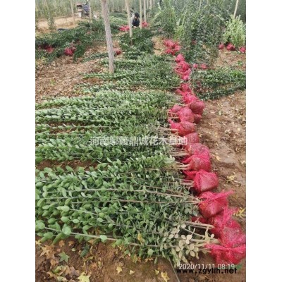 10公分的法桐苗圃现货，批发，大量低价出售图片/法桐报价