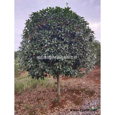 8公分桂花树价格湖北百信园林绿化基地自产直销价格优惠