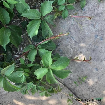 基地批发北海道黄杨苗 大/小叶黄杨 大叶黄杨苗价格地道