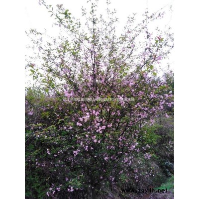 占地樱花12公分260元