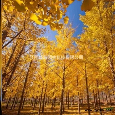 垂红樱属于樱花中闪亮的星 江西供应地径1-10公分垂枝红色樱花重瓣花非常美丽景区绿化