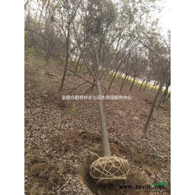 丛生榔榆三年苗