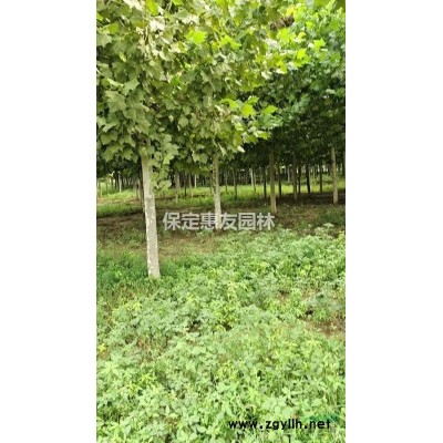 保定惠友园林长年供应以下苗木:乔木：国槐，金枝国槐，金叶国..