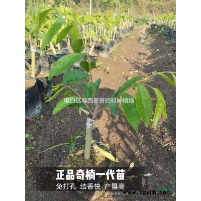 正宗奇楠沉香嫁接苗 结香快  产量高 品种保证