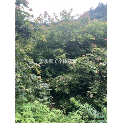 浙江福建地区供应4-9公分枫香与2-7公分楠木