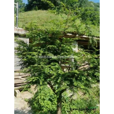 地径12至33公分红豆杉造型树500棵一次性转让  均价每株5000元